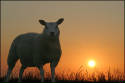 schaap avondzon.jpg